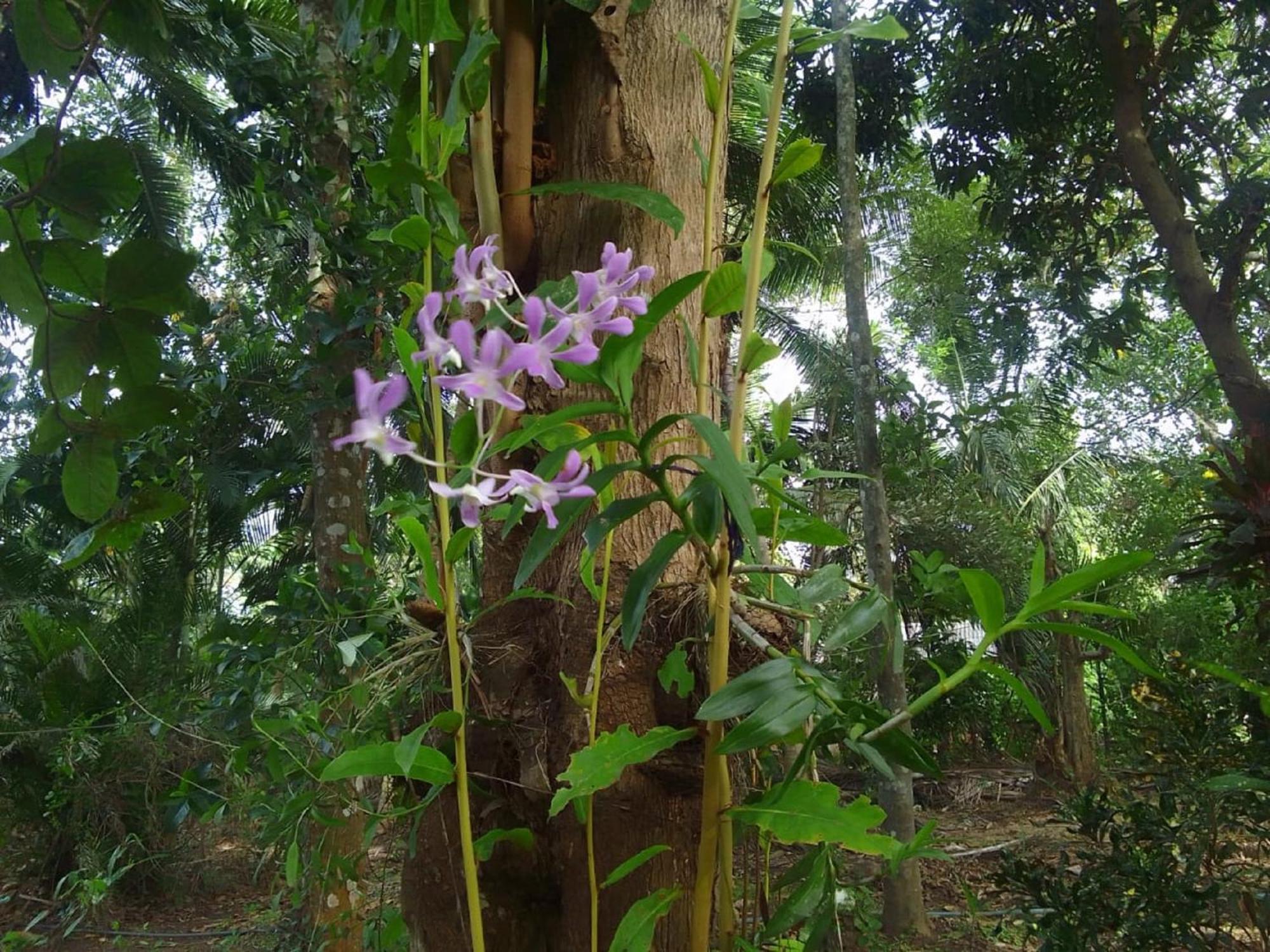 Winstar Homestay Sigiriya Esterno foto