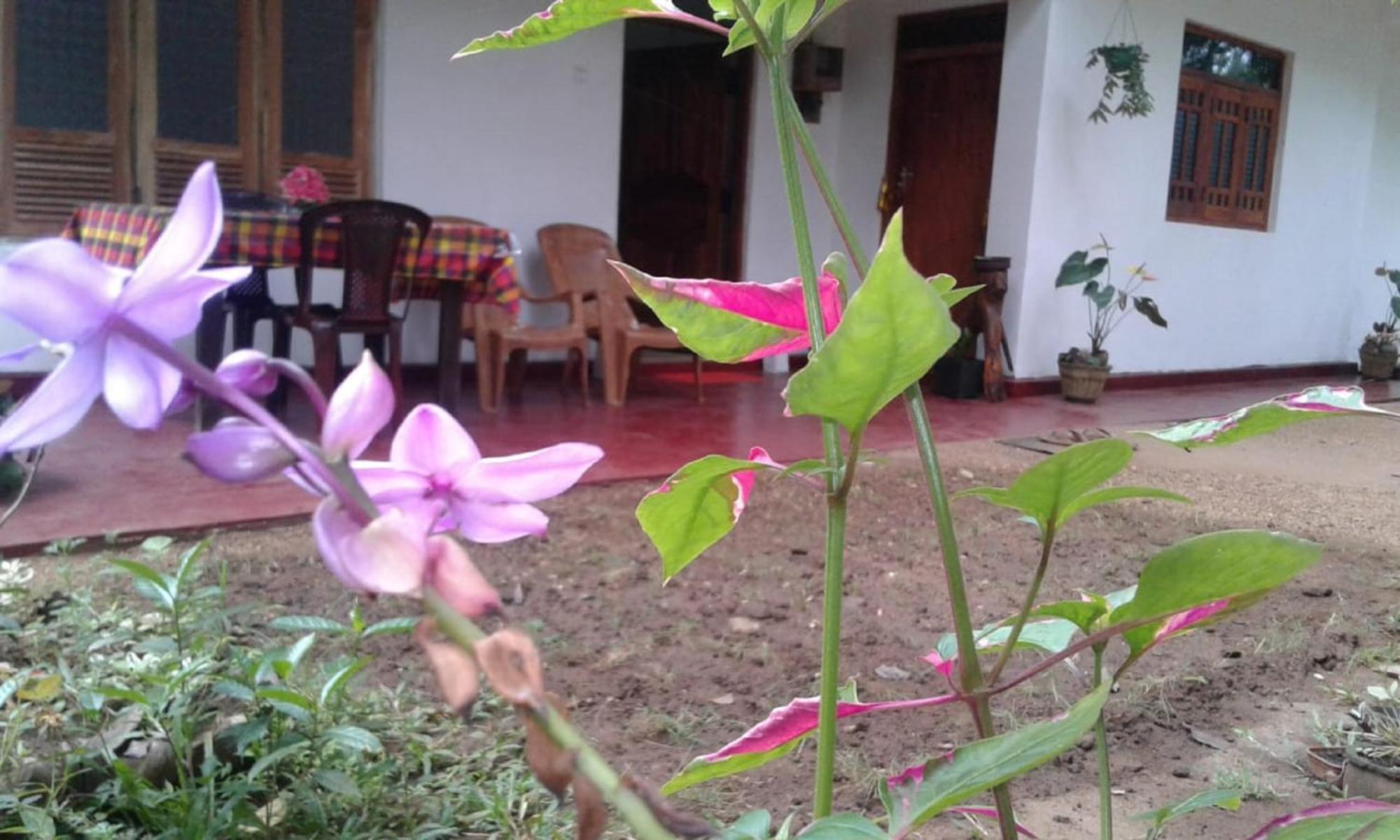 Winstar Homestay Sigiriya Esterno foto