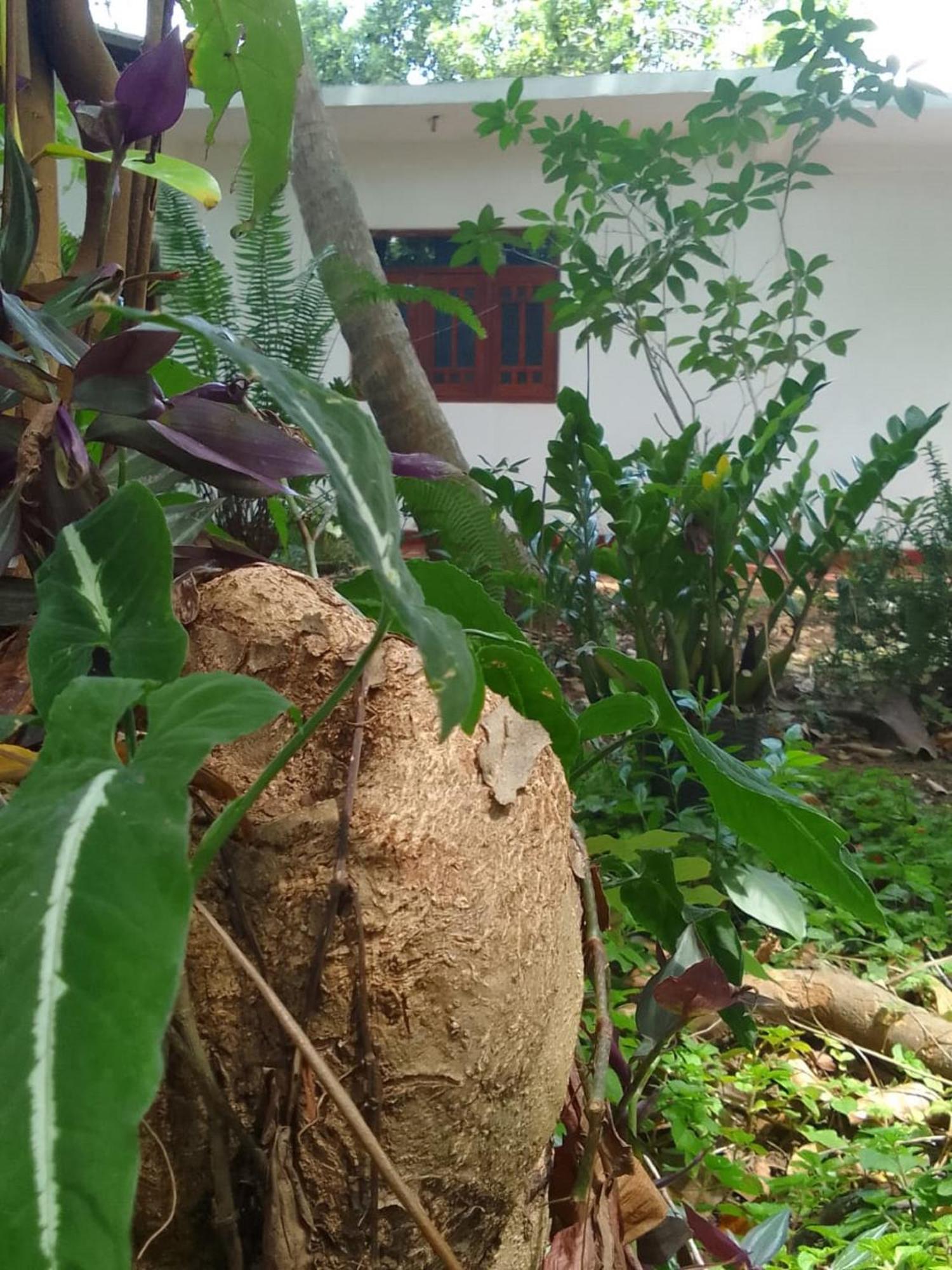 Winstar Homestay Sigiriya Esterno foto