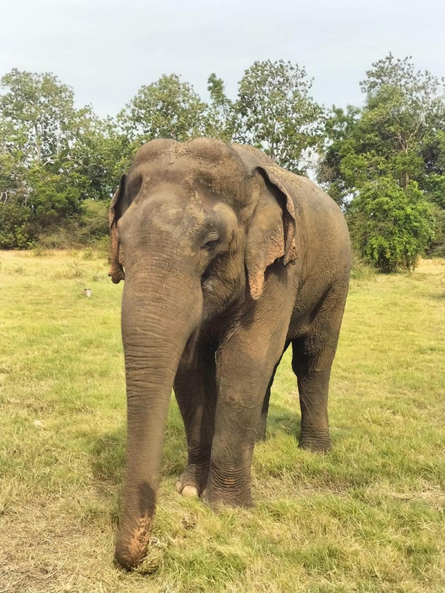Winstar Homestay Sigiriya Esterno foto