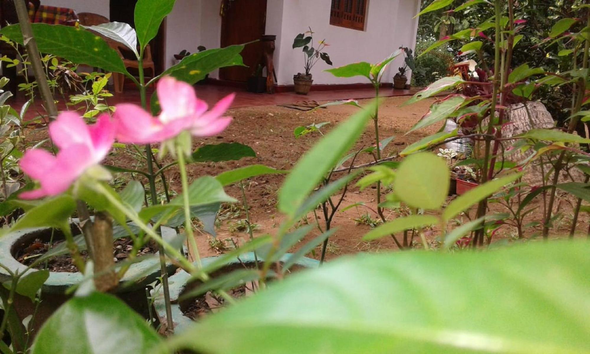 Winstar Homestay Sigiriya Esterno foto